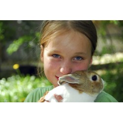 Caring For Your Pets